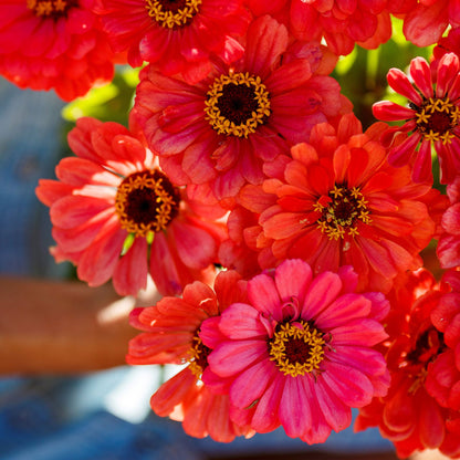 Close up of a salmon queen zinnia bouquet showing the yellow center.