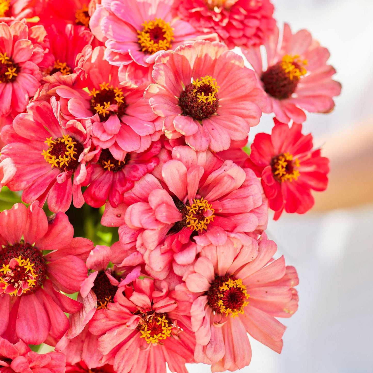 Close up of a salmon queen zinnia bouquet showing the yellow center.
