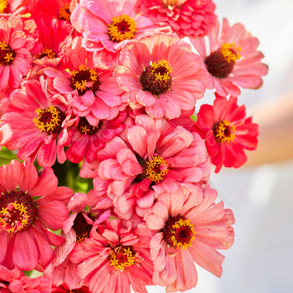 Close up of a salmon queen zinnia bouquet showing the yellow center.