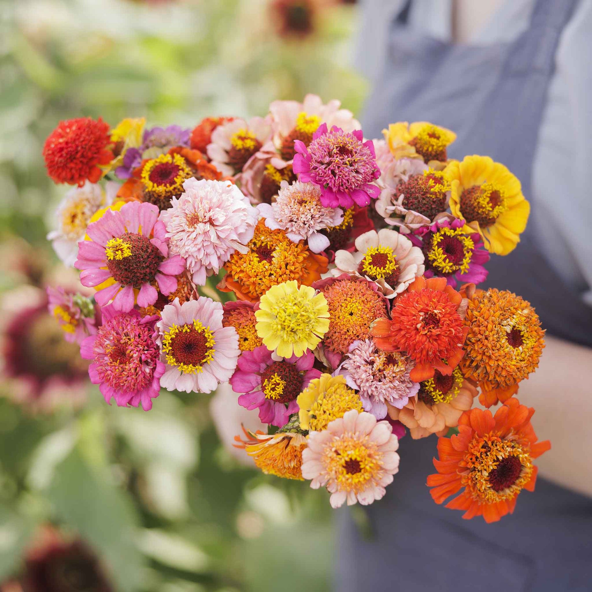 Colorful zinnia scabiosa flowered mix blooms on a bright natural garden backdrop