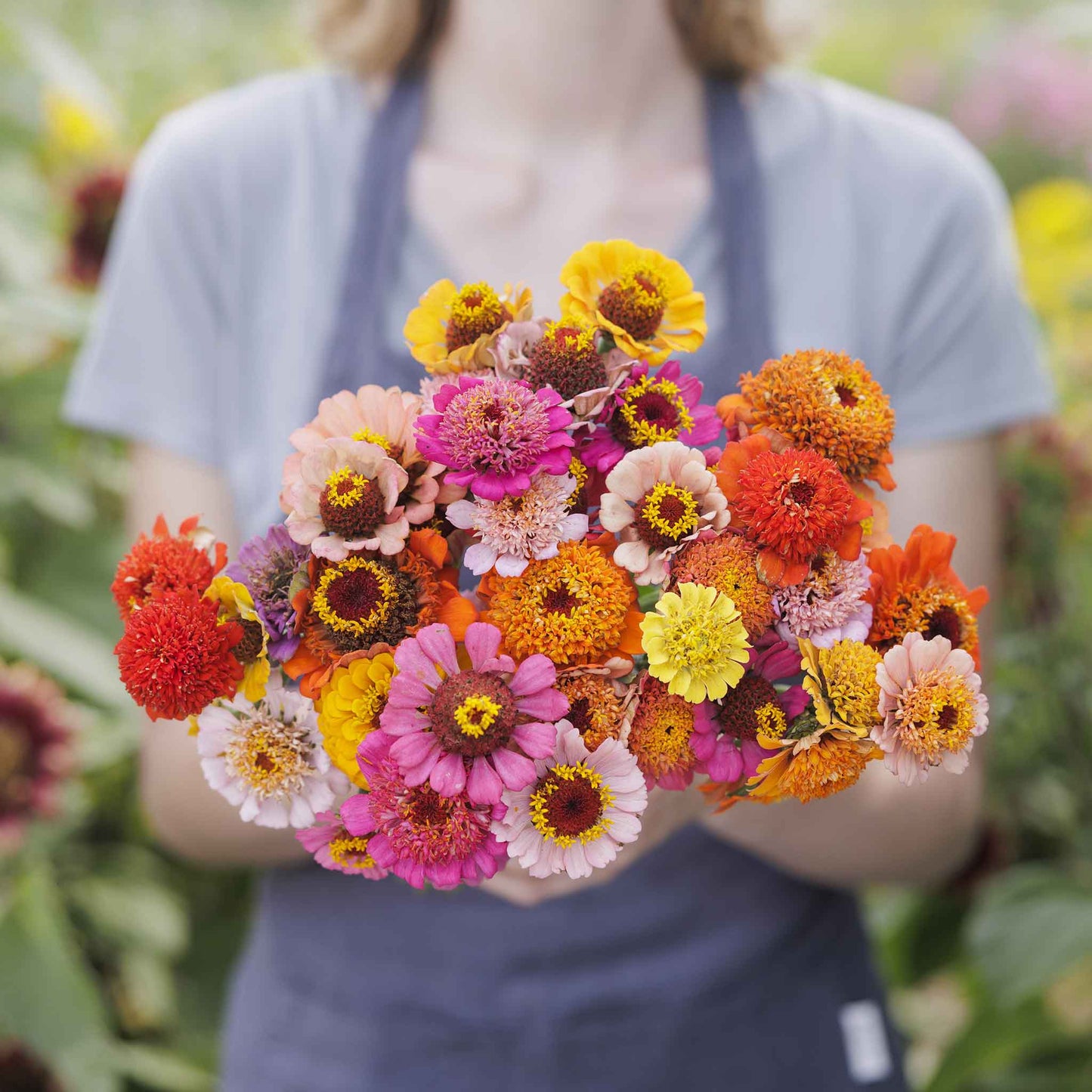 Delicate zinnia scabiosa flowered mix in mixed shades on a lush green backdrop