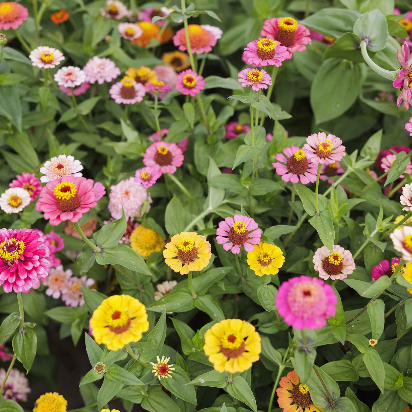 Mix of zinnia scabiosa flowered mix blooms in pink purple and orange on a garden backdrop