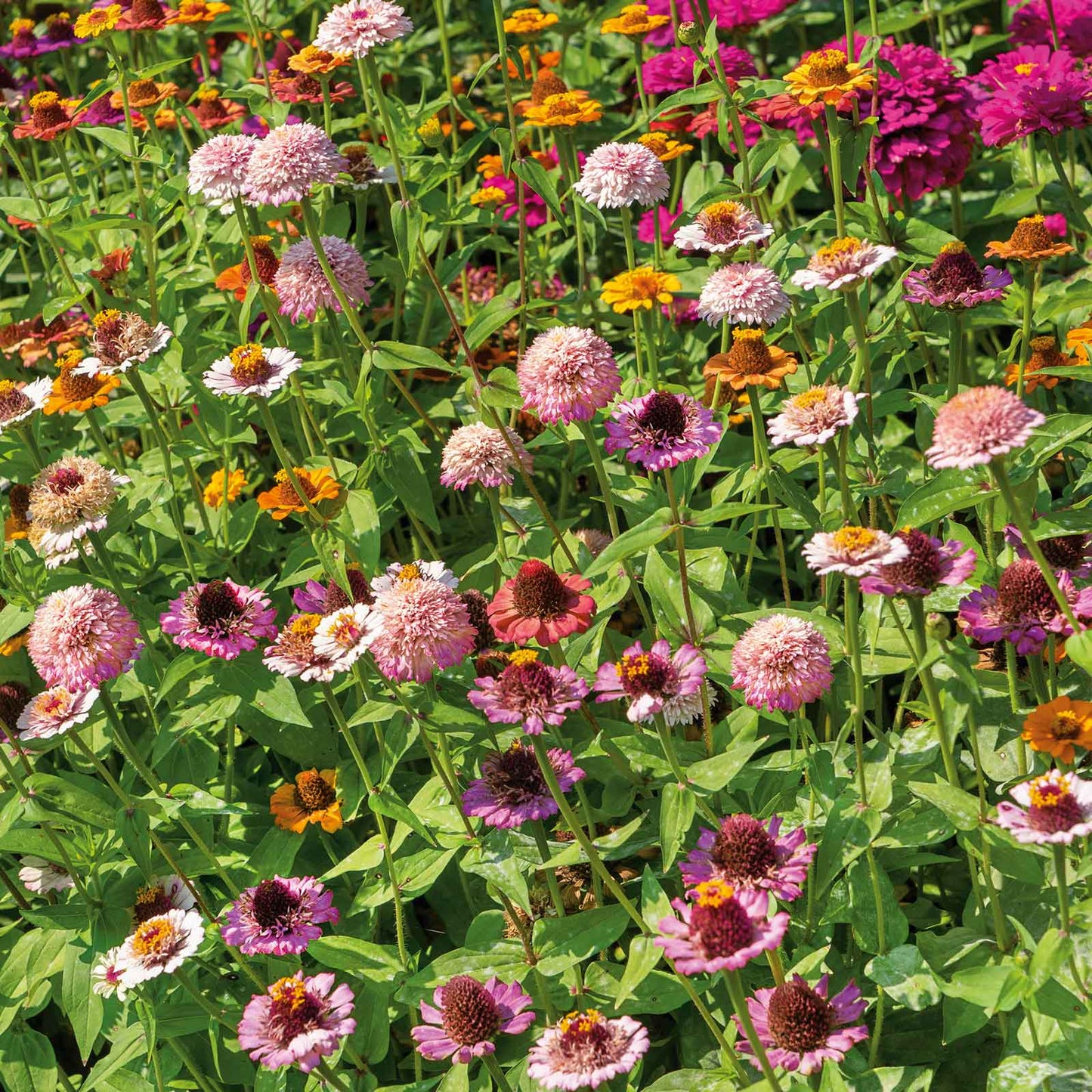 Pink purple and orange zinnia scabiosa flower mix cluster on a natural garden backdrop