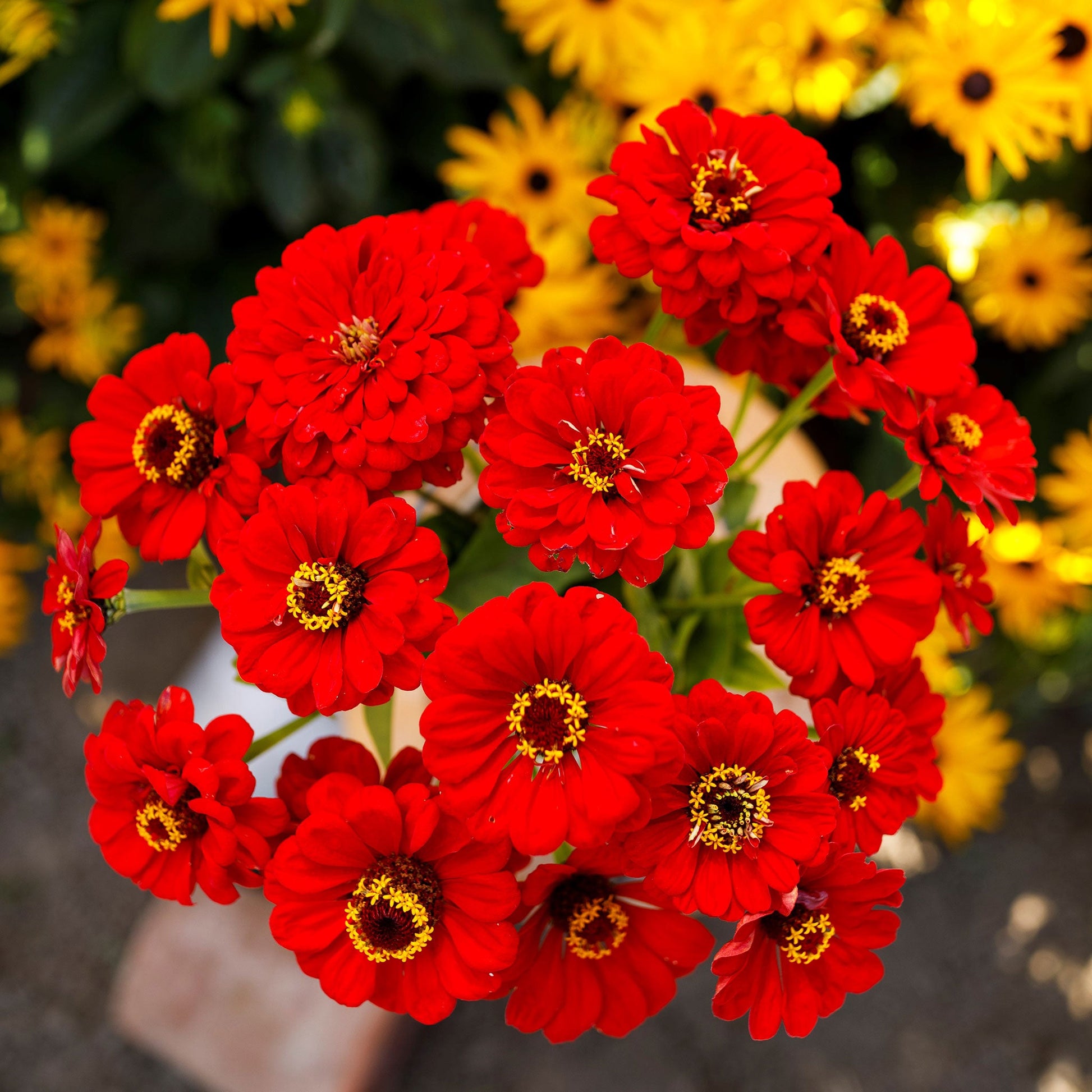 Close-up of vibrant zinnia scarlet flame flower with rich red petals on a garden backdrop