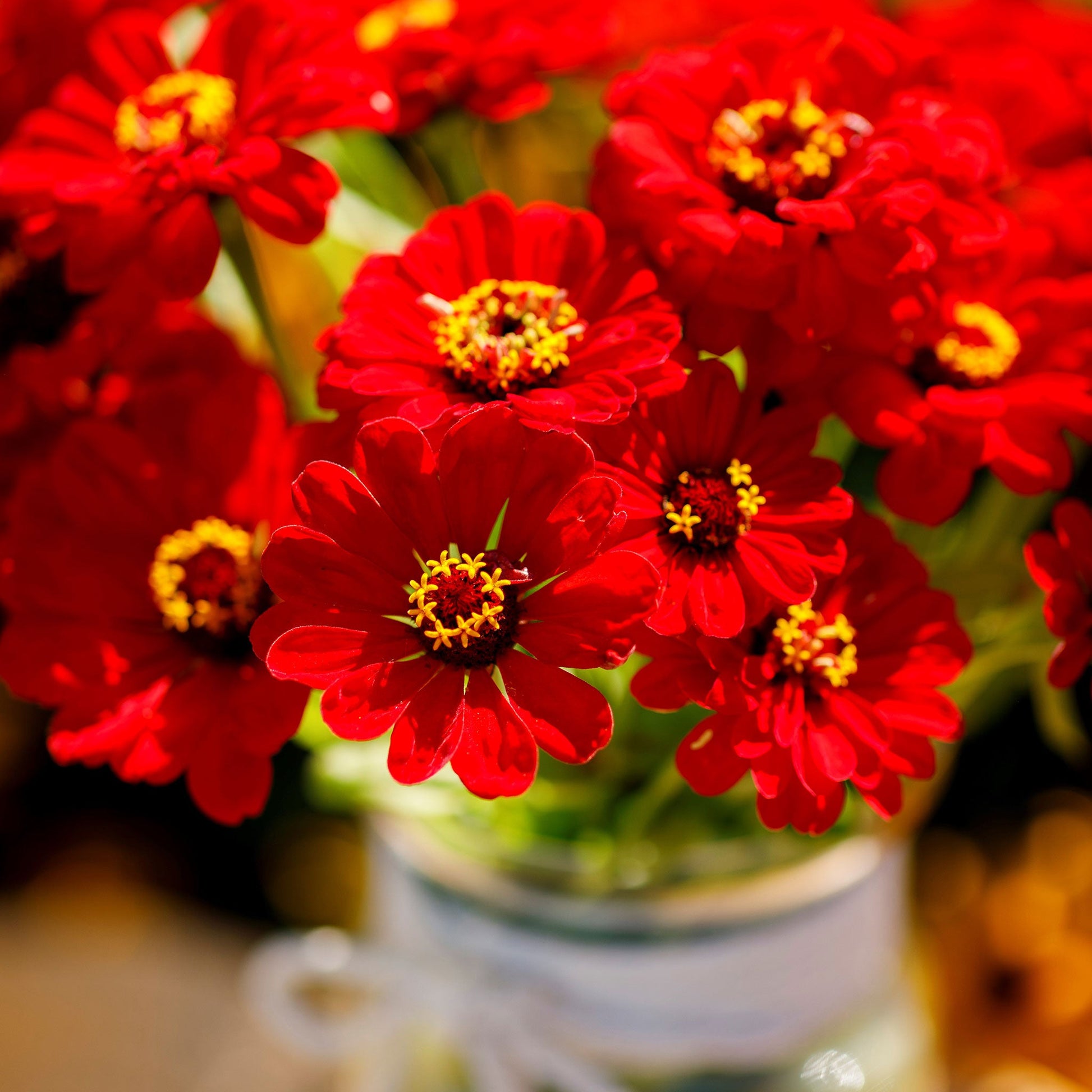 Vibrant zinnia scarlet flame flower in bold red against a green outdoor background