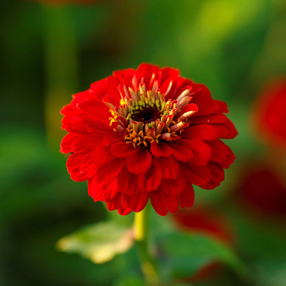 Vibrant zinnia scarlet flame flower in bold scarlet on a dark natural garden backdrop