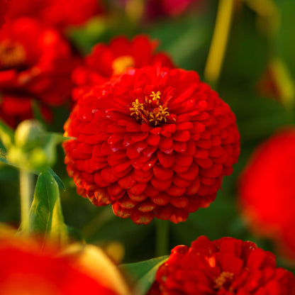 Close-up of vibrant red zinnia scarlet flame blooms on a fresh green background