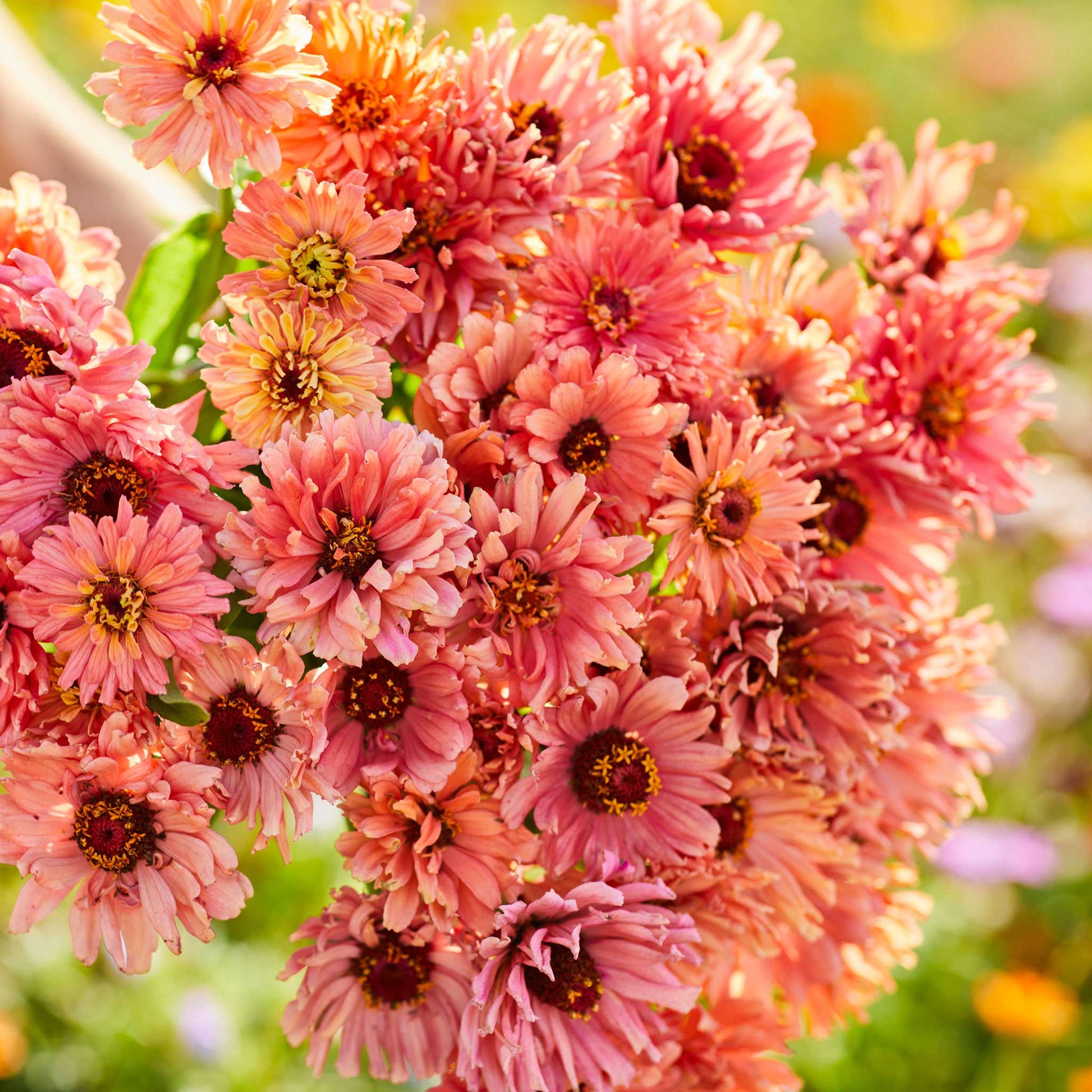 Close up of a zinnia senorita bouquet with a blurred background