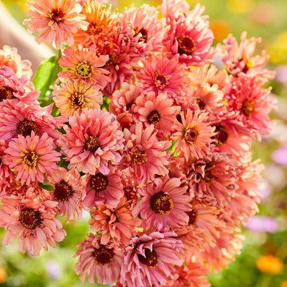 Close up of a zinnia senorita bouquet with a blurred background
