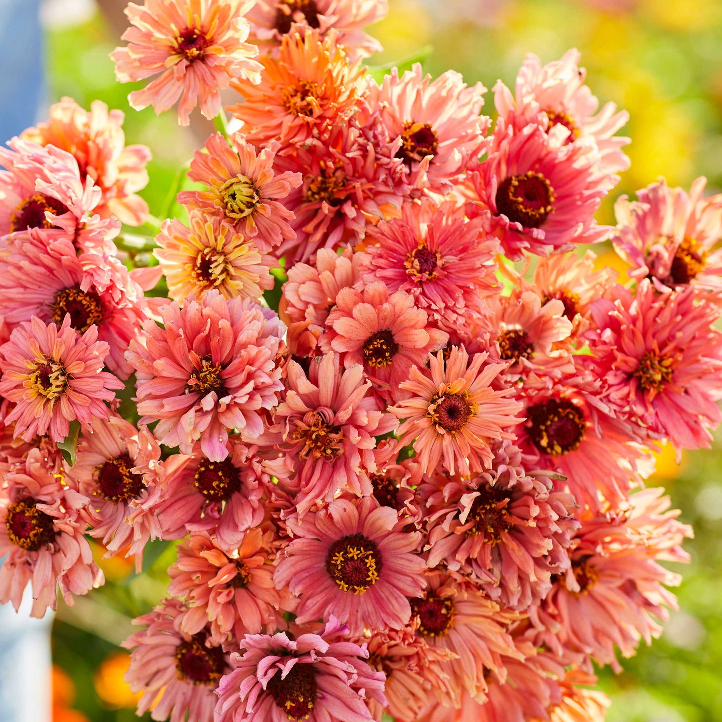 Close up of a zinnia senorita bouquet with a blurred background