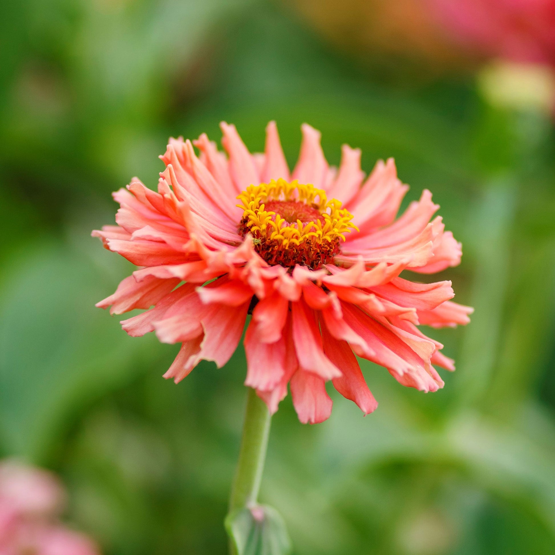 Close up of a zinnia senorita flower with a yellow center and blurred background