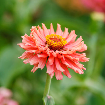Close up of a zinnia senorita flower with a yellow center and blurred background