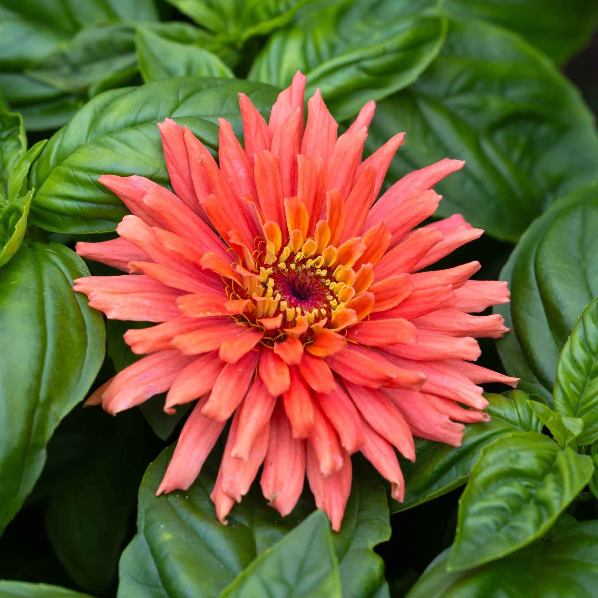 Close up of a zinnia senorita flower with a yellow center and green leaves