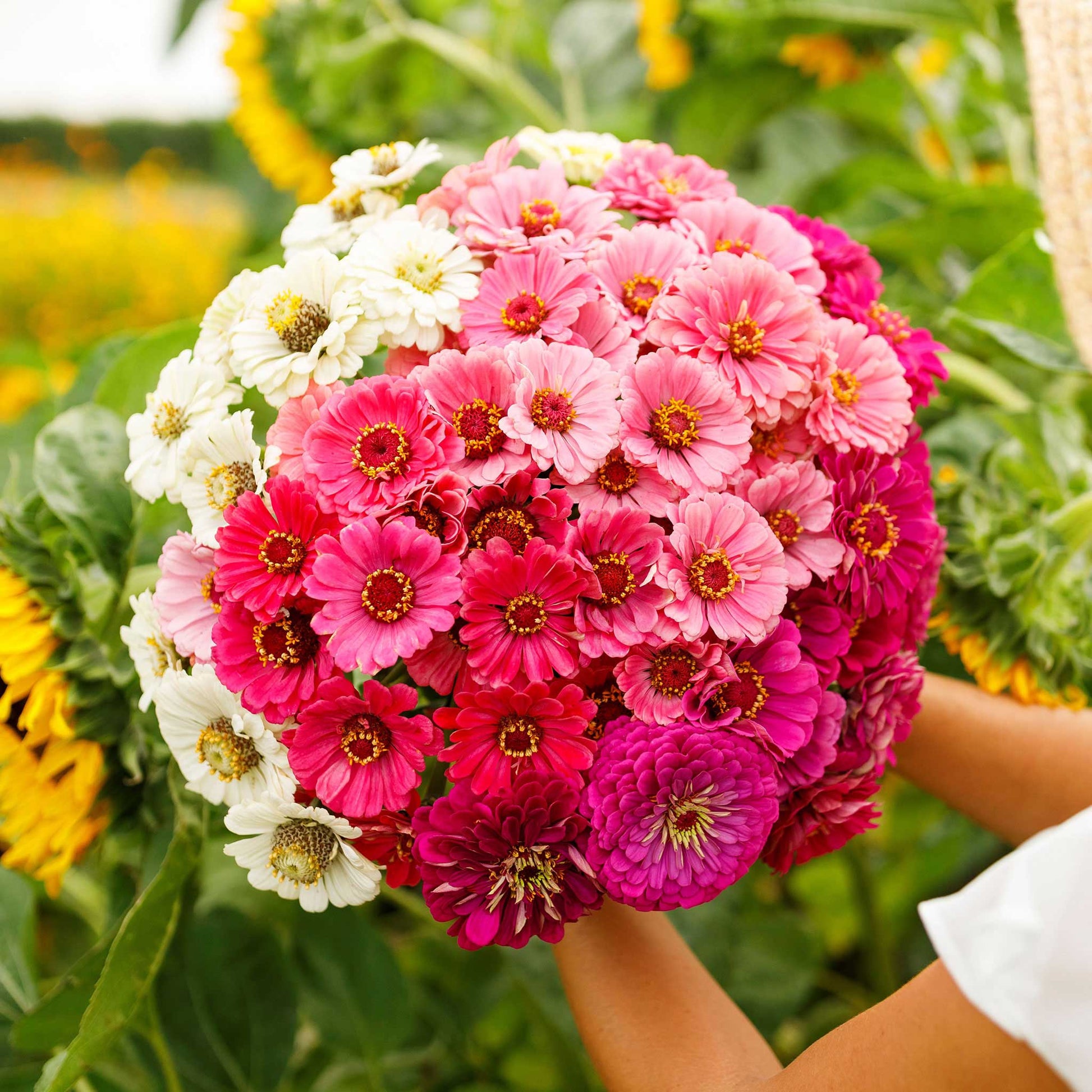 Vibrant zinnia show stopper mix flowers in pink and red on a natural garden backdrop