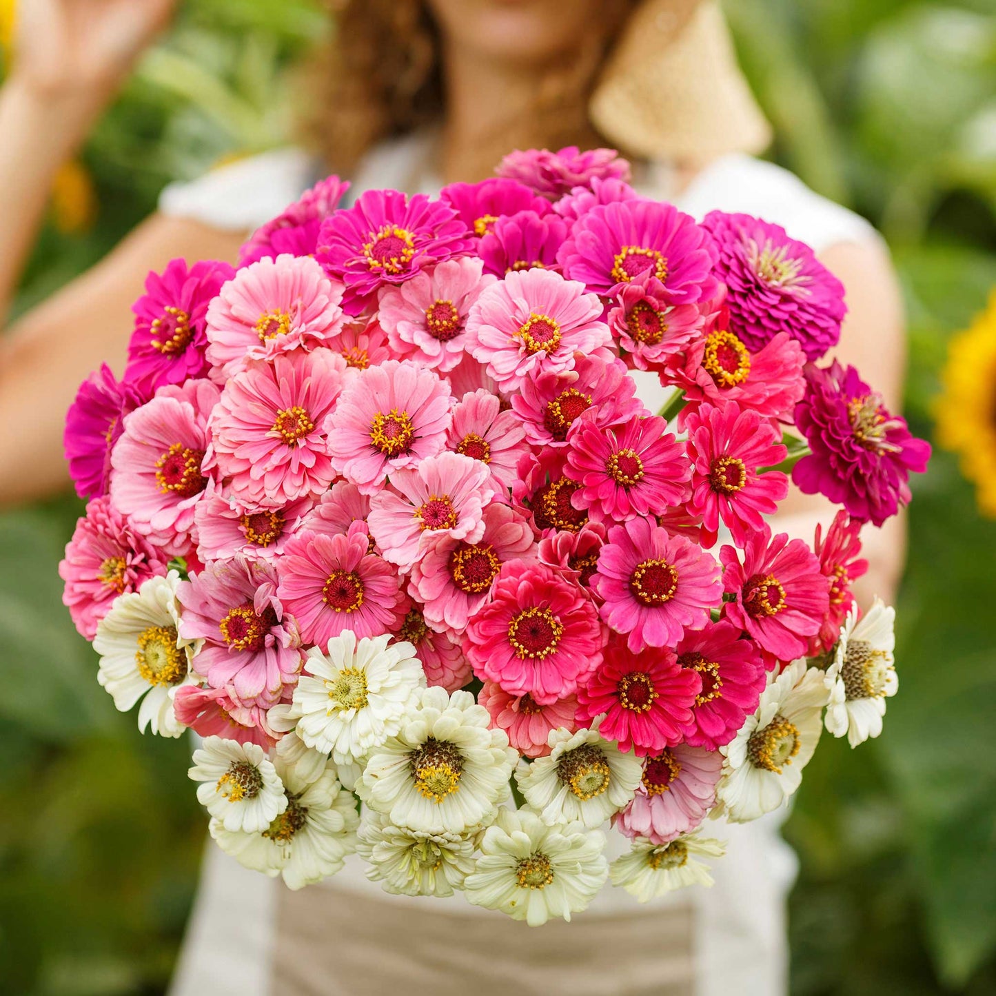  Colorful zinnia show stopper mix flowers in pink and white on a garden backdrop