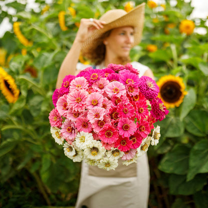 Double and semi-double zinnia show stopper mix blooms on a natural outdoor backdrop