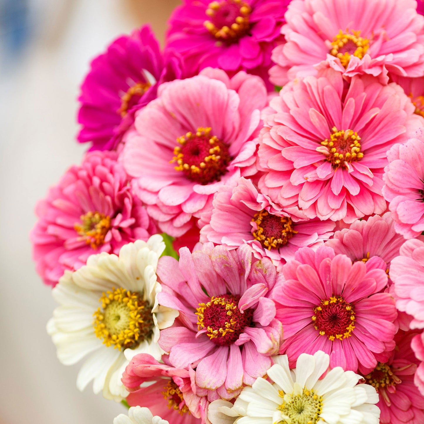 Vibrant double zinnia show stopper mix flowers in pink and red on a garden background