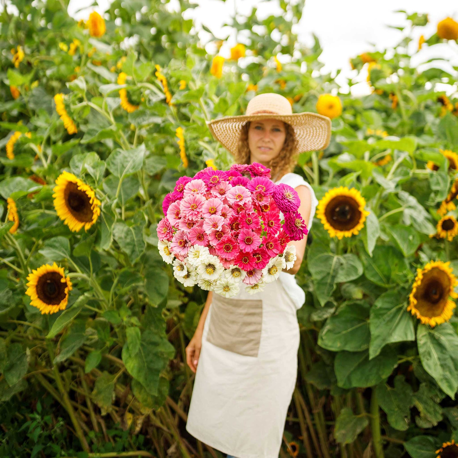 Mixed colorful zinnia show stopper mix blooms on a natural outdoor garden backdrop