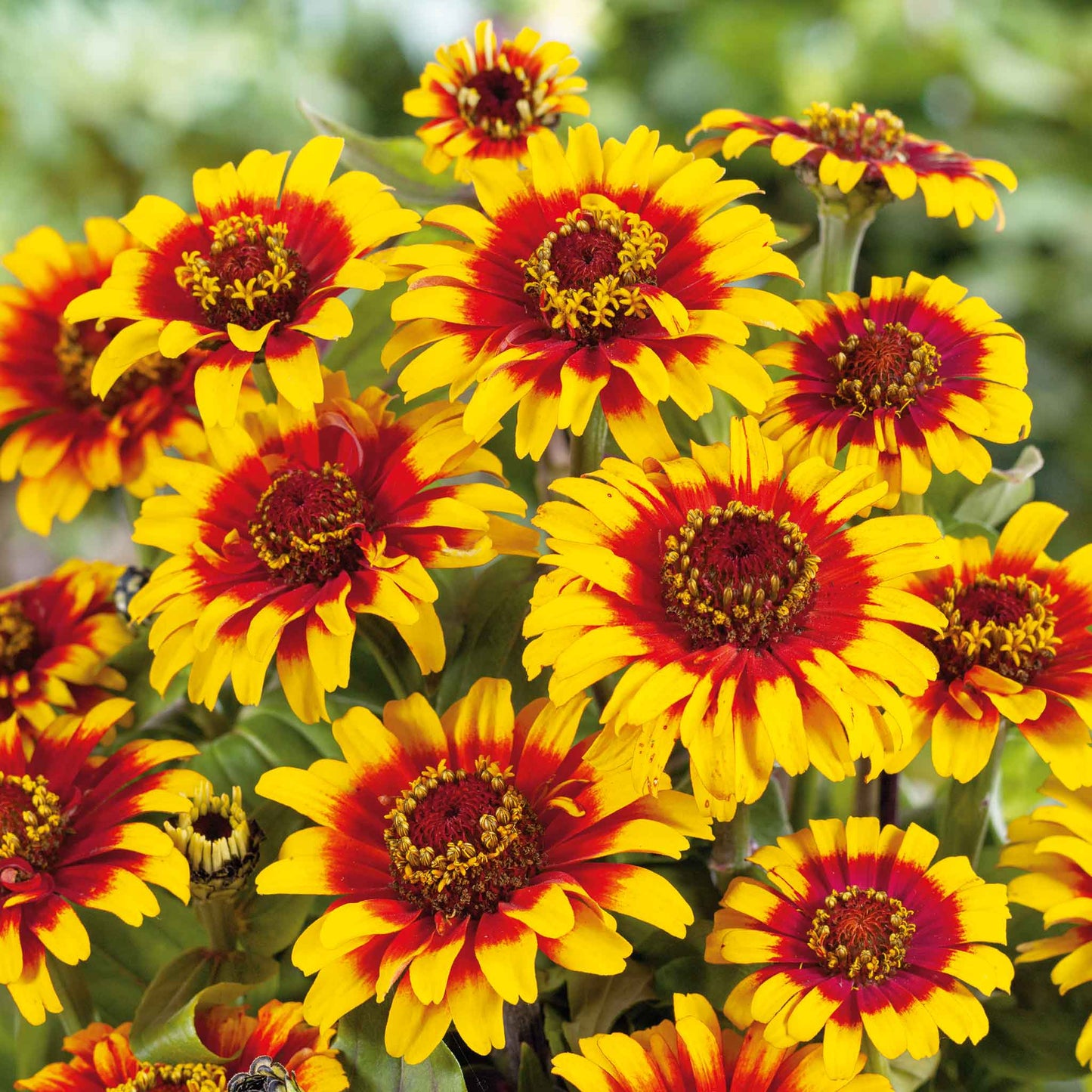 Single bright orange zinnia sombrero flower in close-up on a natural green backdrop