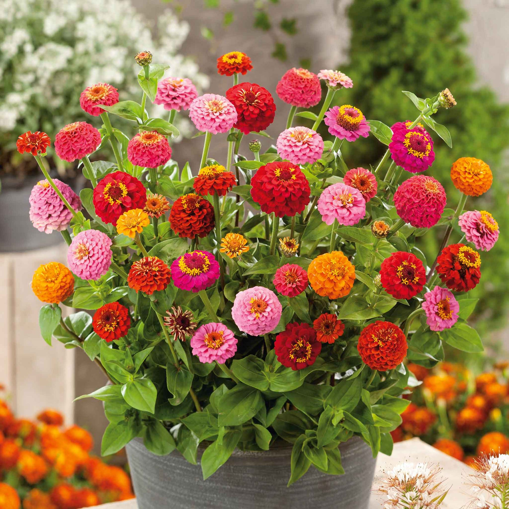 Several blooming zinnia sprite mix flowers in mixed colors on a natural green background