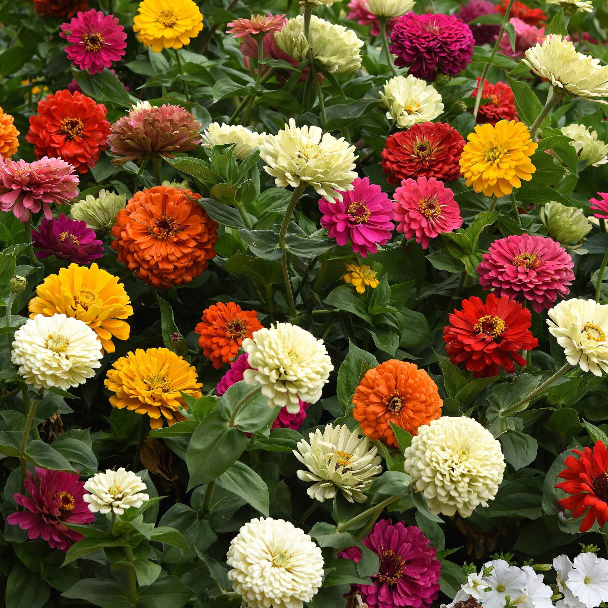Colorful zinnia state fair mix blooms in a vibrant mixed garden setting