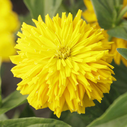 Bright yellow and orange zinnia super cactus sungod flowers on a garden background