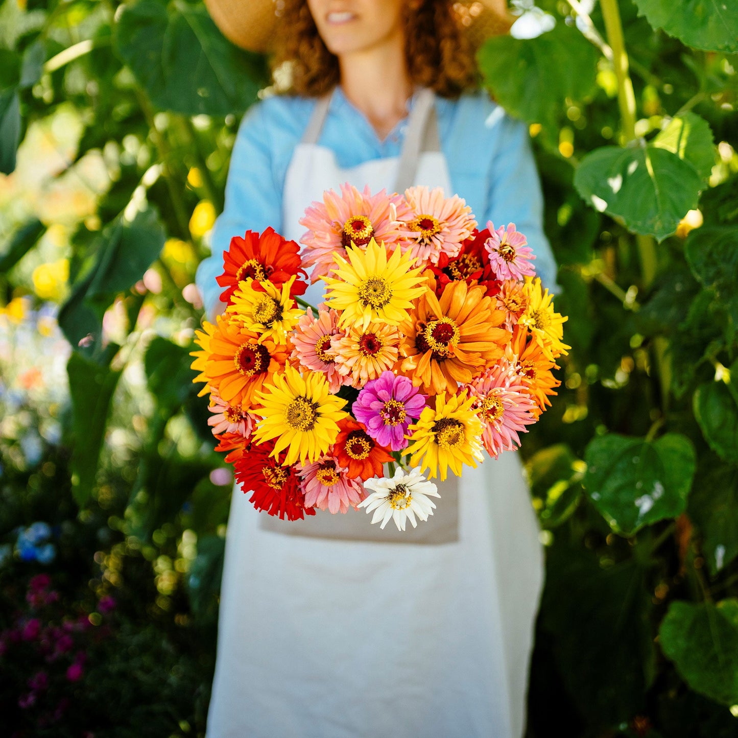 Close-up of vibrant super cactus mix zinnia in mixed colors on a garden background