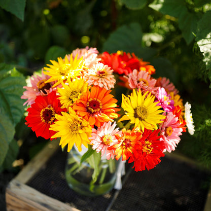 Close-up of zinnia super cactus mix blooms in mixed bright colors on a garden backdrop