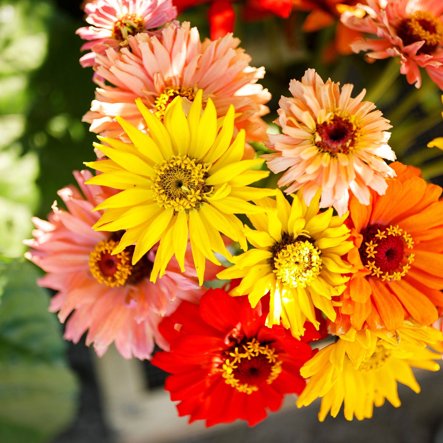 Brightly colored super cactus mix zinnia flowers on a natural garden green background