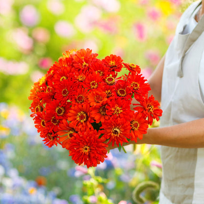 Close-up of large vibrant red redman super cactus zinnia on a natural green backdrop
