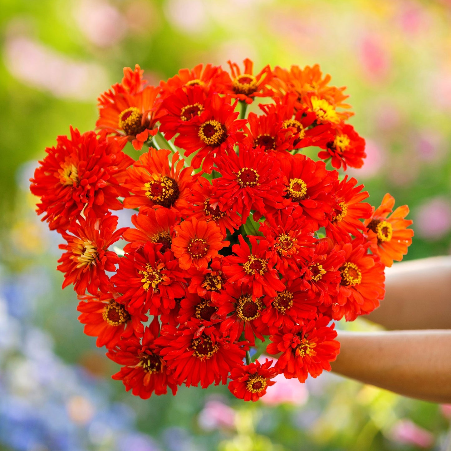 Red redman super cactus zinnia with long spiky petals on a natural green backdrop