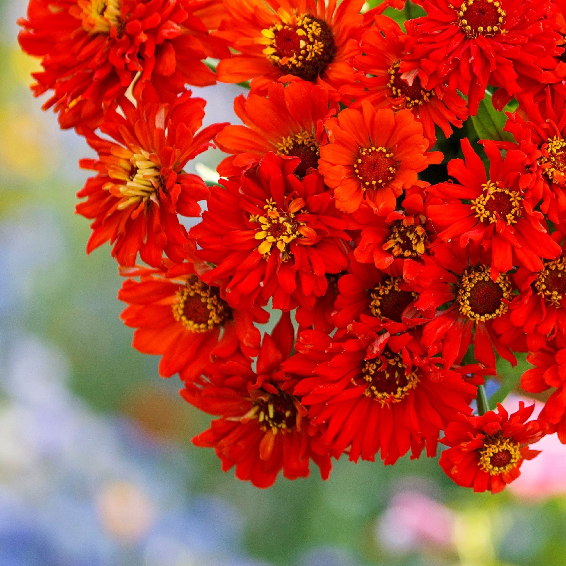 Close-up of vibrant red redman super cactus zinnia on a natural garden backdrop