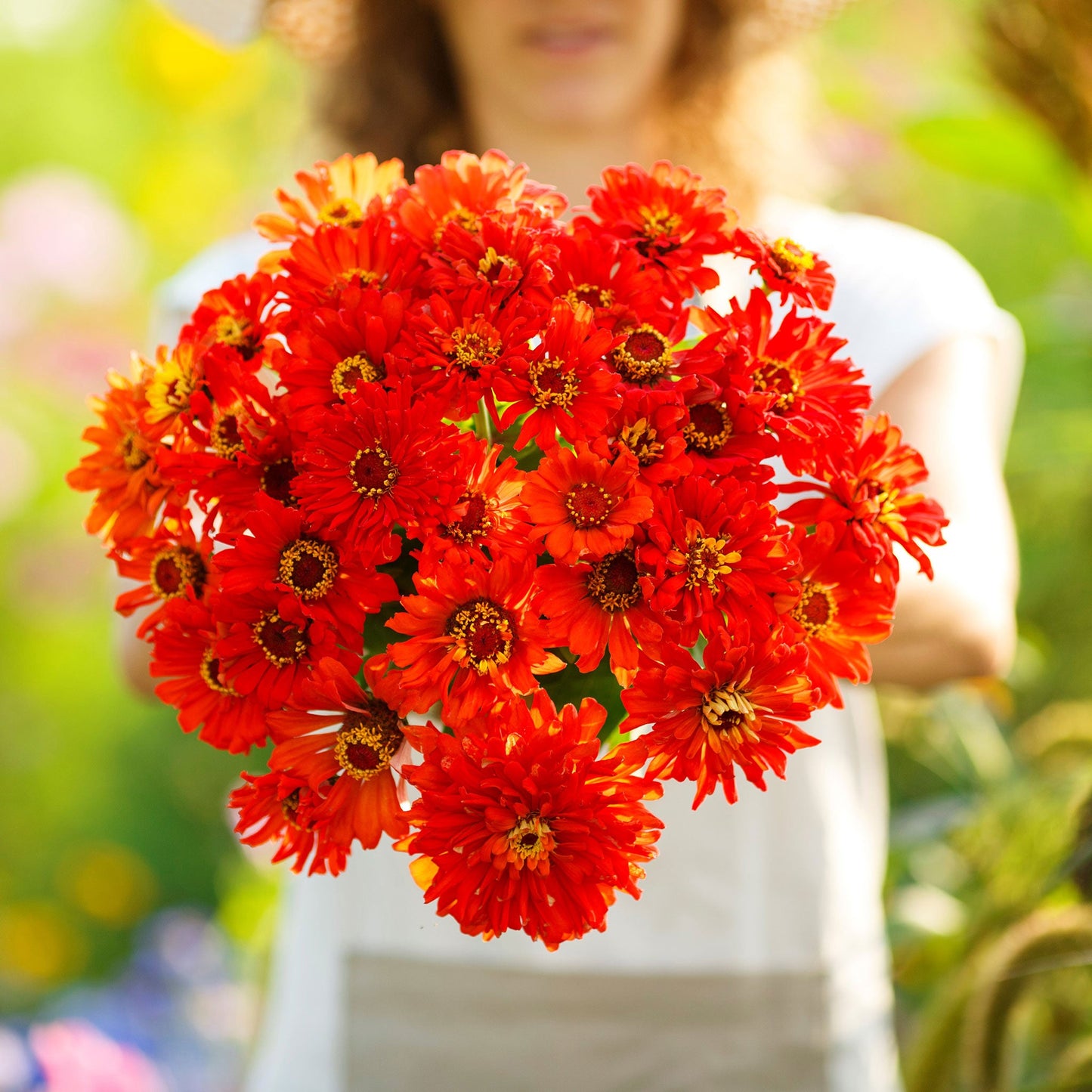 Vibrant red multi-petaled redman super cactus zinnia on a natural garden background