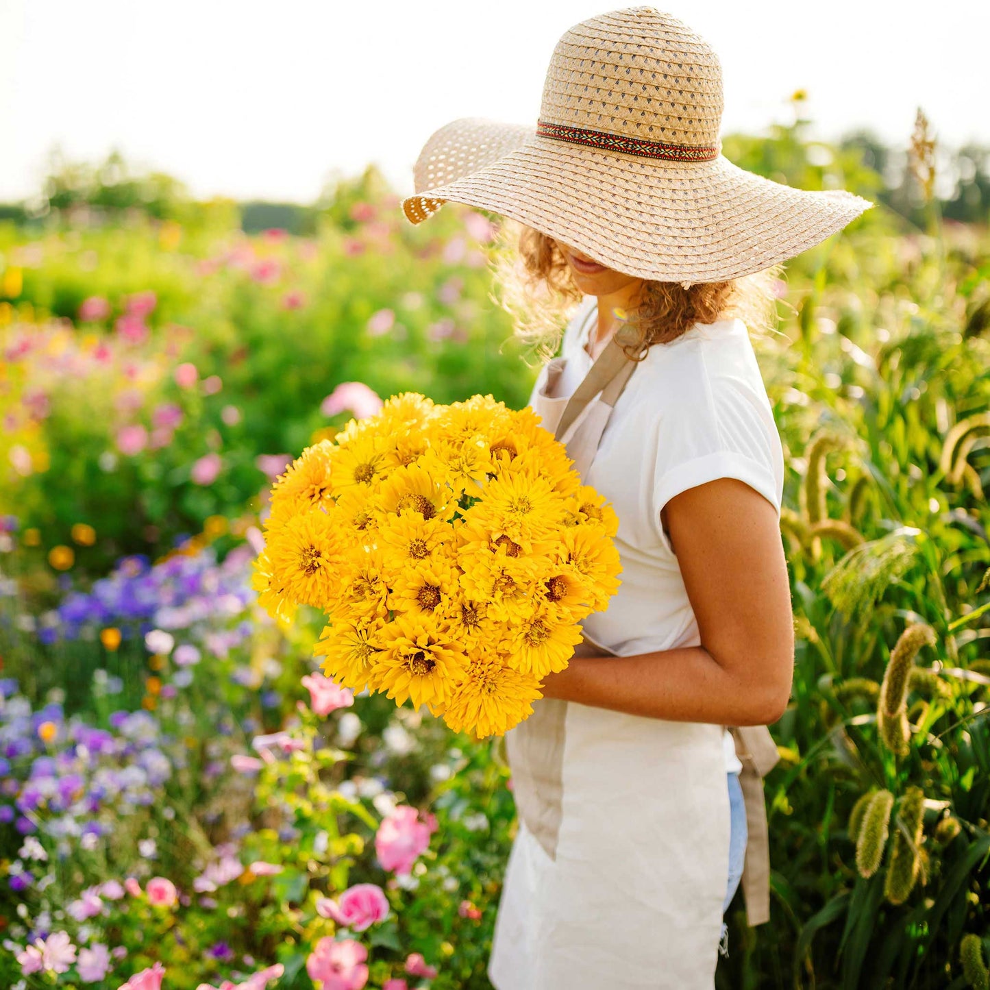 Bright yellow sungod zinnia flowers in a sunny outdoor garden setting