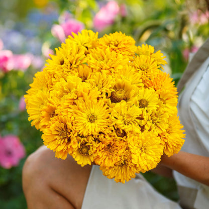 Bright yellow sungod zinnia super cactus flowers in full bloom on a garden backdrop