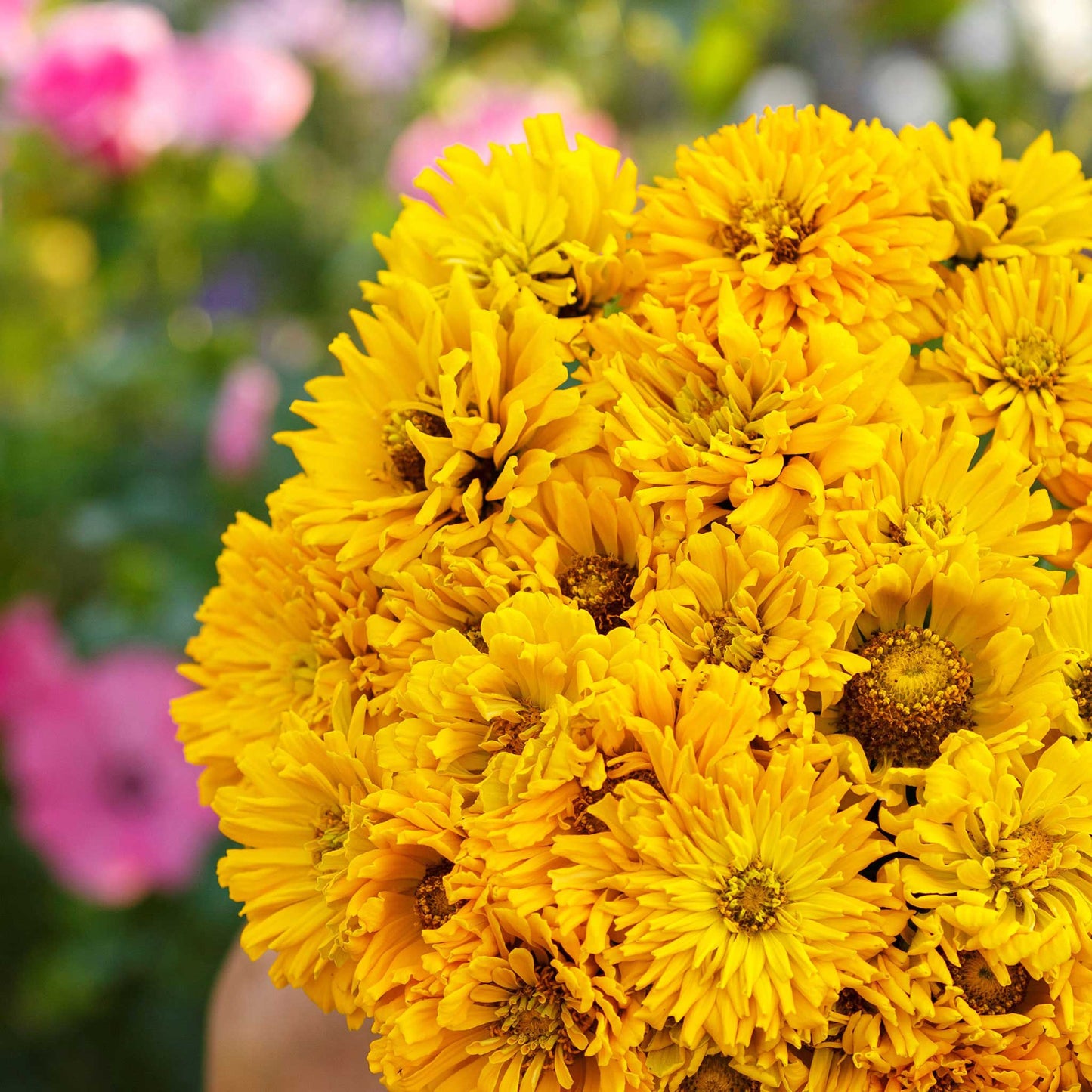Sungod zinnia super cactus seed product photo on a clean white background