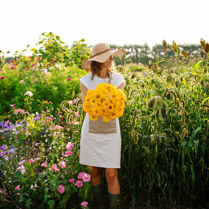 Vibrant yellow sungod zinnia blooms in close-up on a bright natural garden backdrop