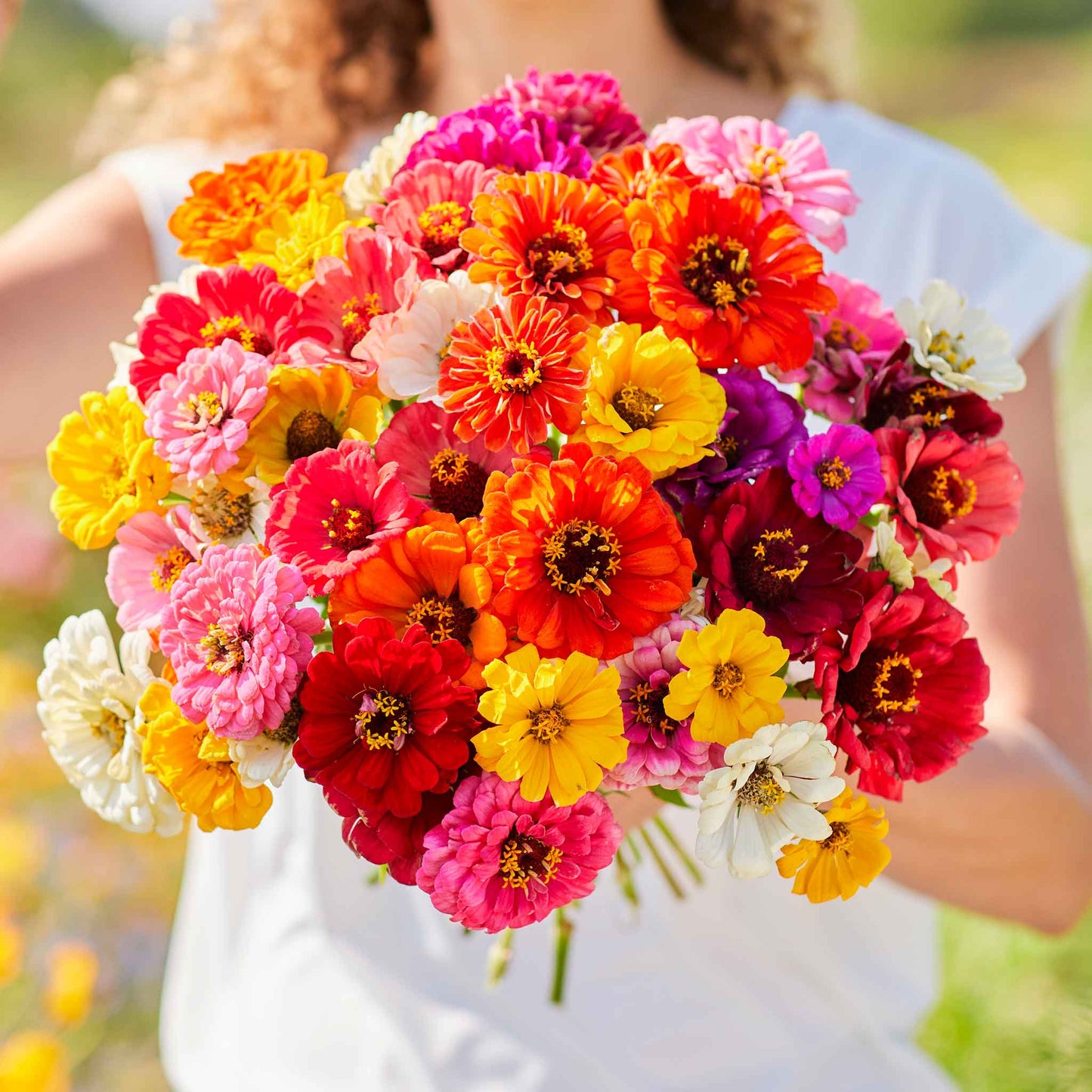 Colorful mix of zinnia super yoga mix flowers in red and pink on a garden backdrop
