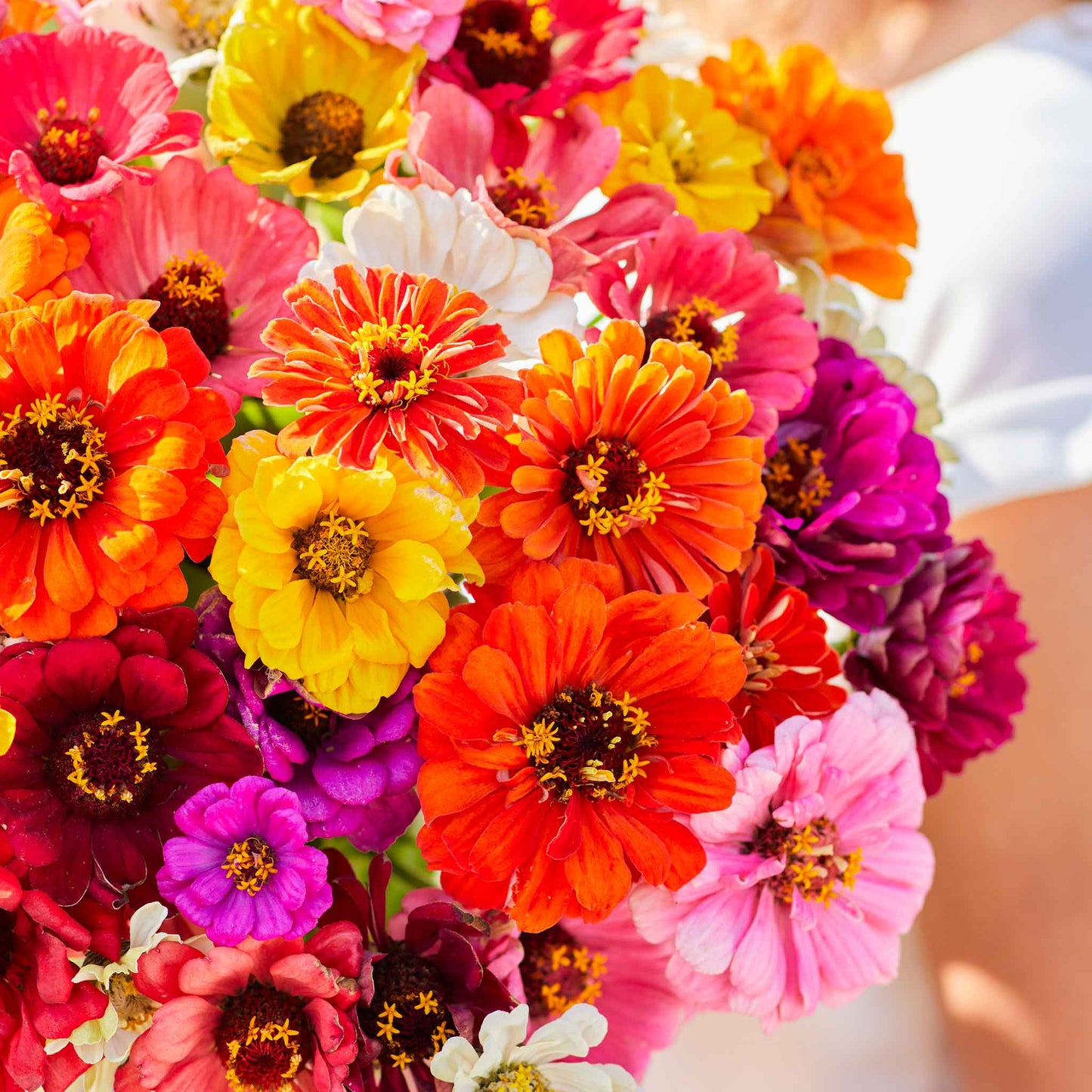 Mix of colorful zinnia super yoga mix blooms on a natural outdoor garden background