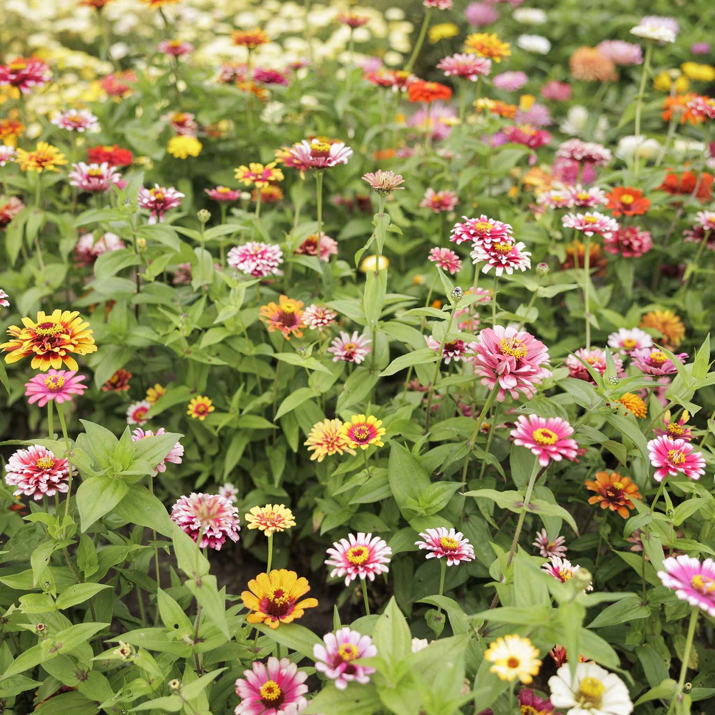 Colorful zinnia swirls mix flowers in mixed shades on a natural garden backdrop
