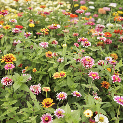 Colorful zinnia swirls mix flowers in mixed shades on a natural garden backdrop