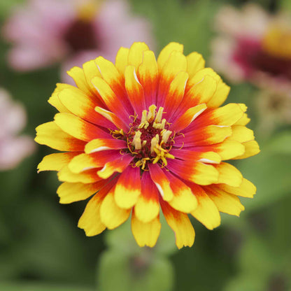 Close-up of zinnia swirls mix flowers in bright mixed colors on a garden backdrop