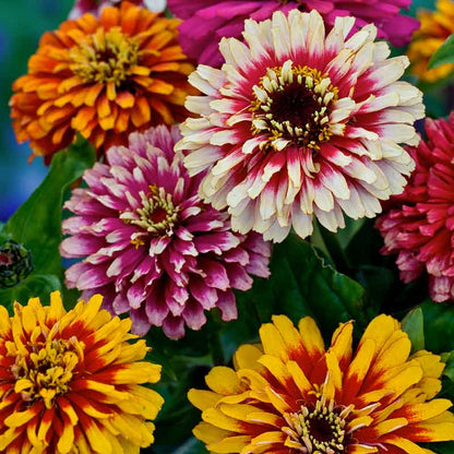 Pink and white variegated zinnia swirls mix flower on a natural green backdrop | copyright: Floramedia UK Ltd