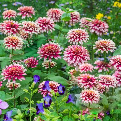 Pink and white Zinnia Swizzle Cherry & Ivory flowers with green leaves on a natural background