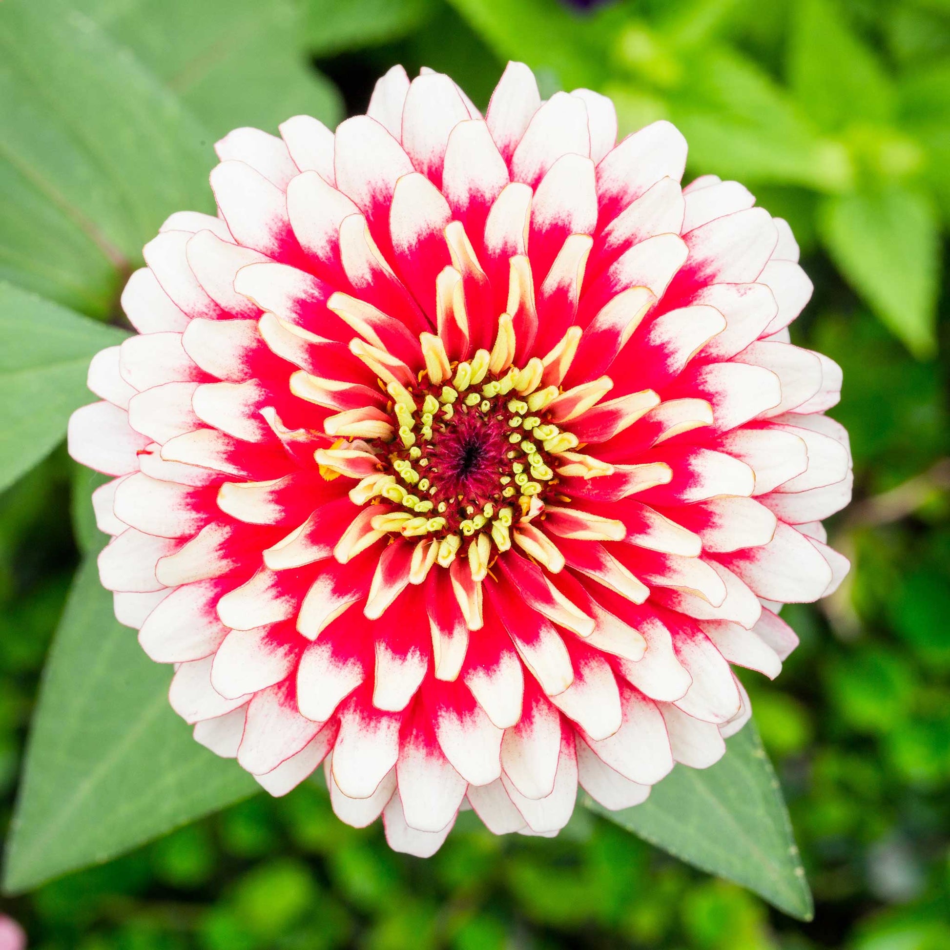 A close-up image of a Zinnia Swizzle Cherry & Ivory flower with cherry red and white petals.