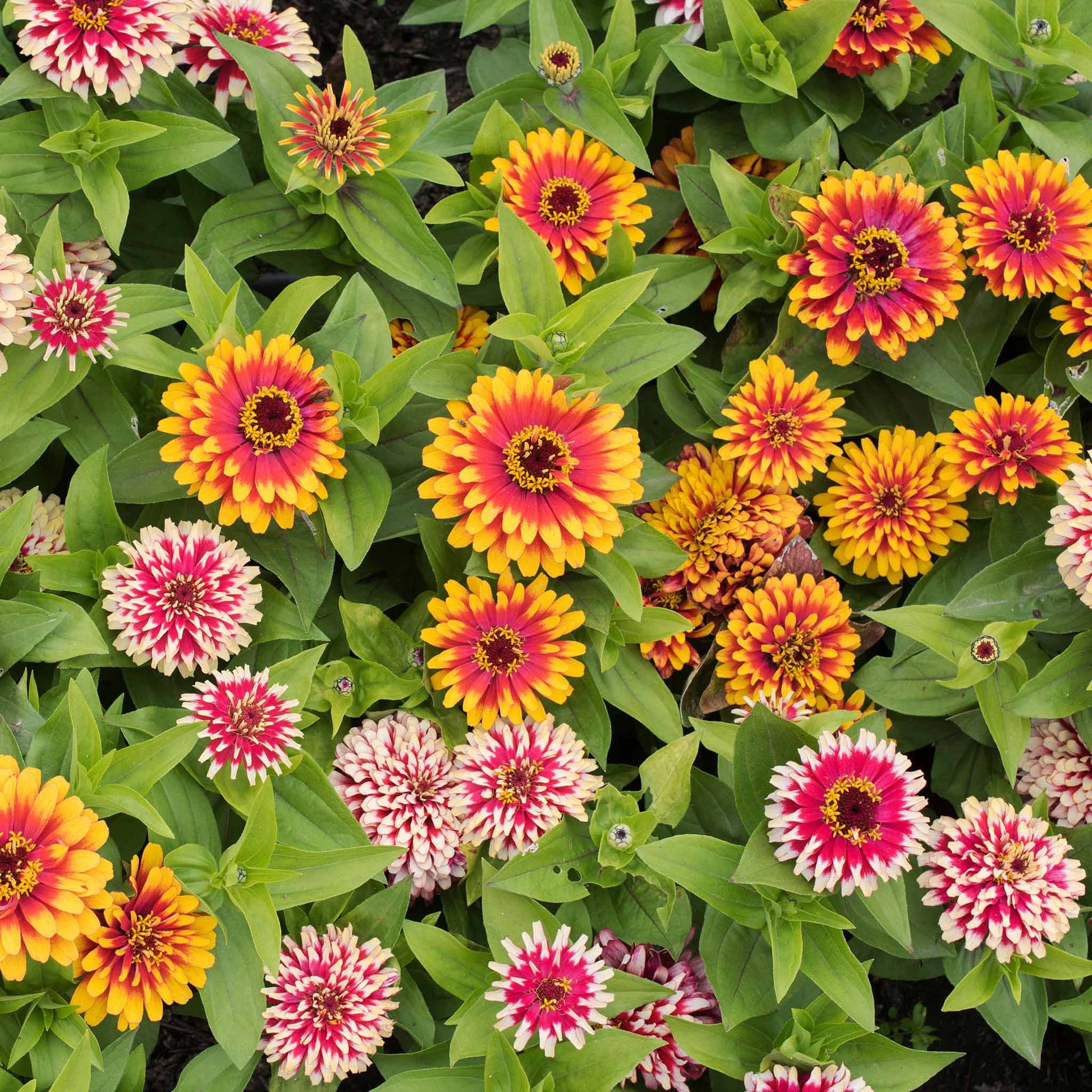 Multicolored zinnia swizzle mix flowers in close-up on a natural garden backdrop