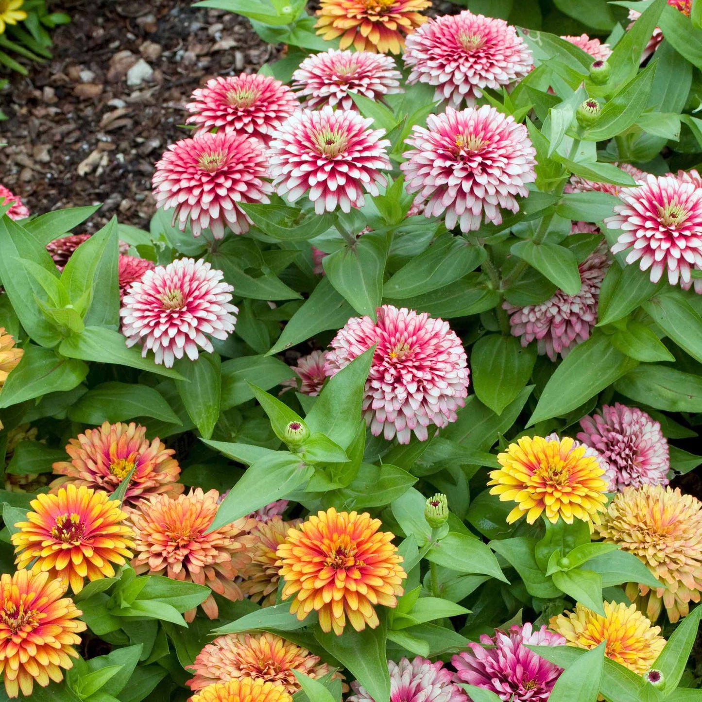 Colorful zinnia swizzle mix blooms in pink and yellow on a natural garden backdrop