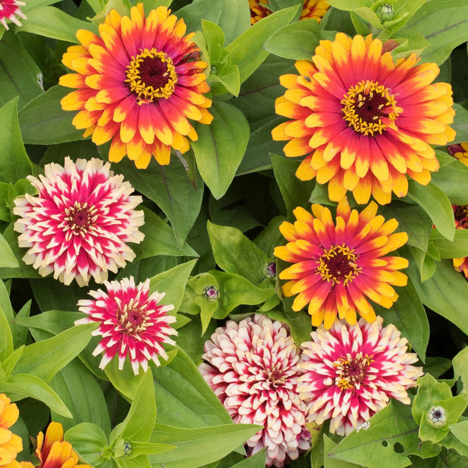 Close-up of zinnia swizzle mix flowers in bold colors on a garden backdrop