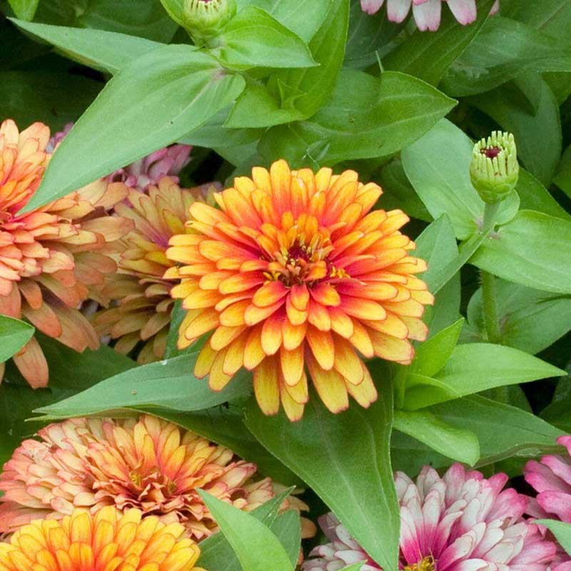 Bold bicolor zinnia swizzle mix flowers in orange and yellow on a garden backdrop