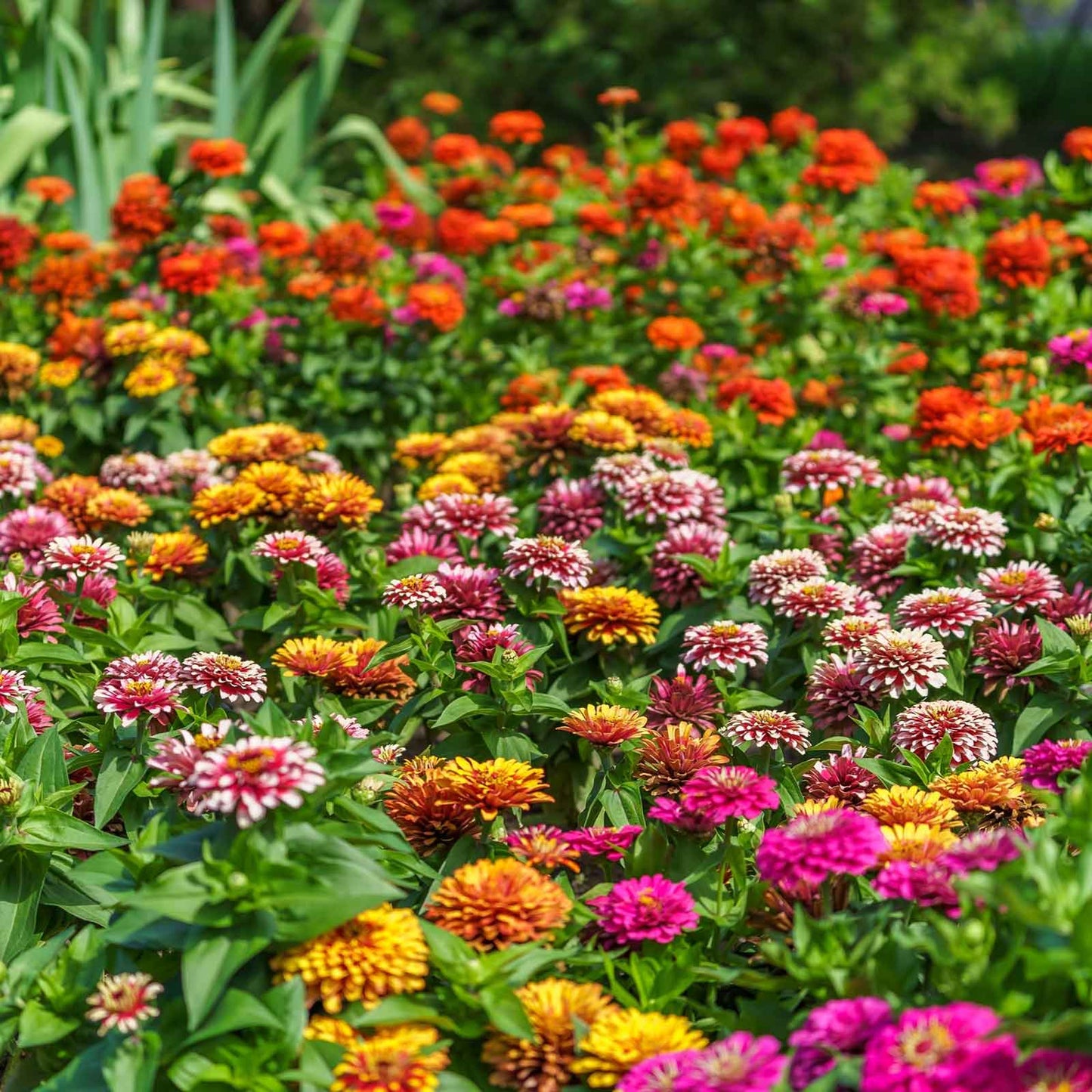 Pink and white striped zinnia swizzle mix flowers on a natural garden backdrop